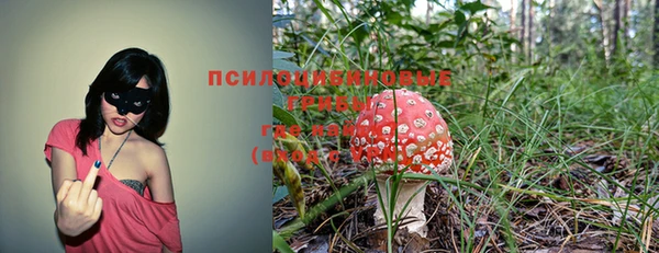 прущие грибы Аркадак